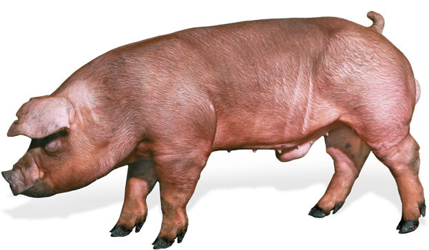 duroc pig breeds