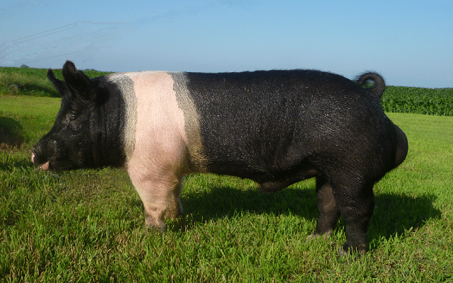 hampshire pig breeds