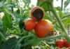 All the Major Insect Pests and Diseases of Tomatoes and How to control them insect pests and diseases of tomatoes