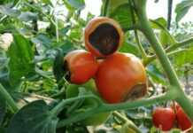 insect pests and diseases of tomatoes