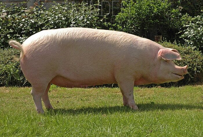 landrace pig breed