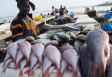 profitability in fish farming