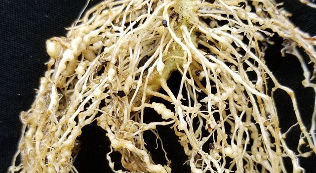 root knot nematodes tomato | NOBOWA.com