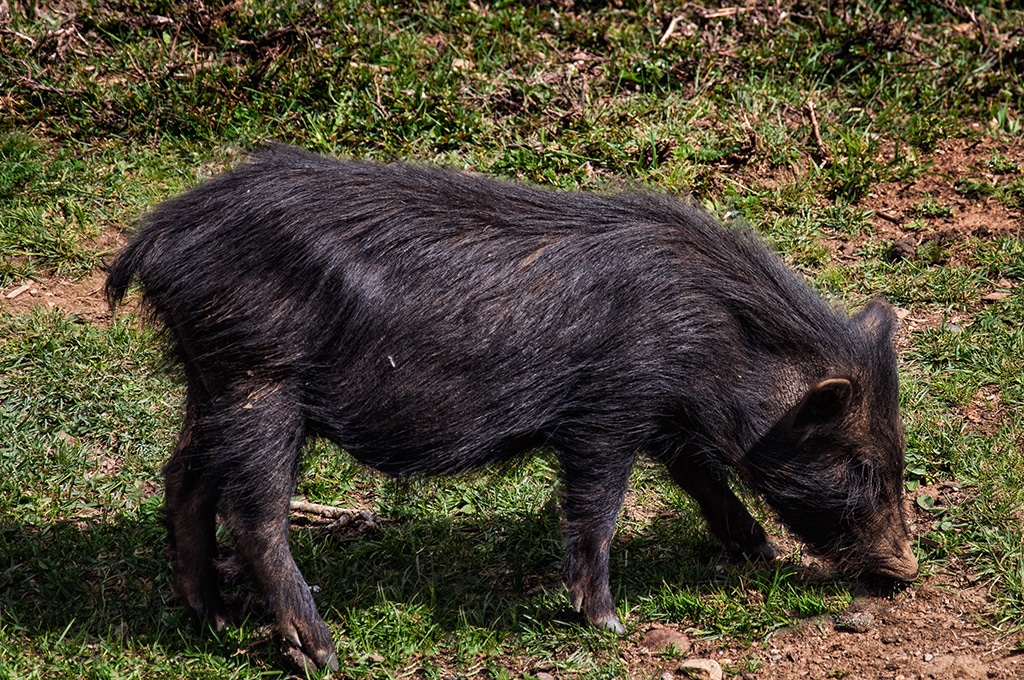 tibetan-pig