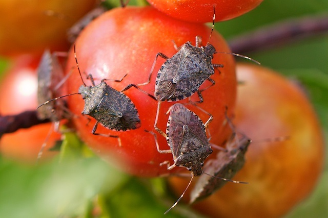 tomato bugs | NOBOWA.com