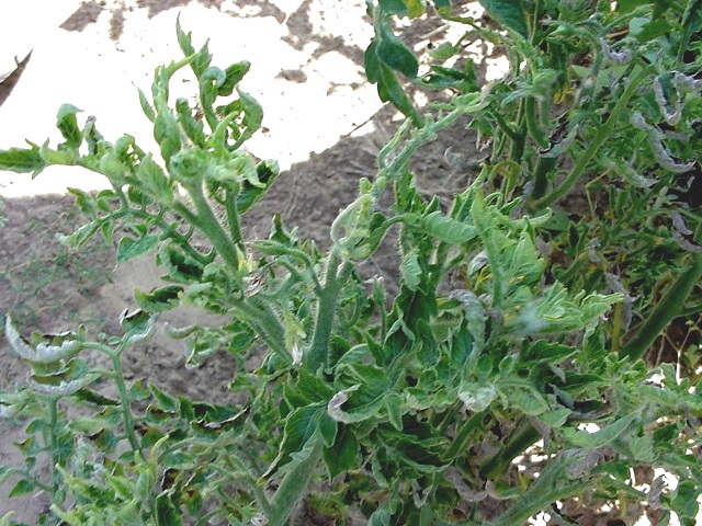 tomato viral diseases leaf curl | NOBOWA.com