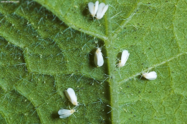 All The Major Insect Pests And Diseases Of Tomatoes And How To Control Them 4896