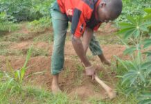 How to Completely Control Weeds In Cassava Farms for 25% increase in Yield control weeds in cassava farms
