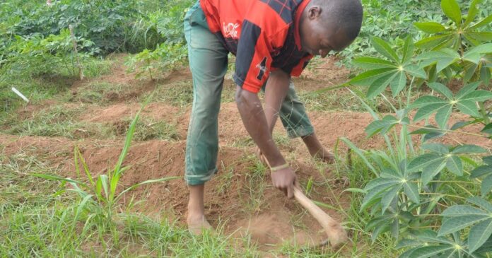 control weeds in cassava farms