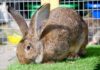 6 Fantastic Rabbit Breeds (With Pictures) Suited for Commercial Production flemish-giant-rabbit breeds
