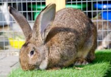 flemish-giant-rabbit breeds