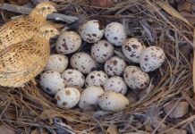 quail eggs health benefits