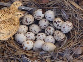 quail eggs health benefits