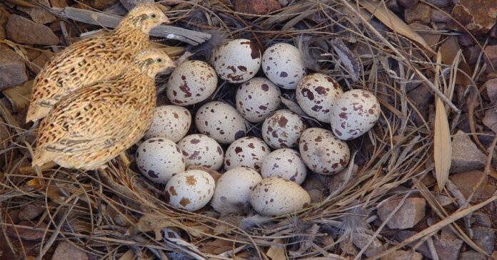 quail eggs health benefits