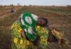 Is Agriculture Reducing Poverty in Africa? Why is the African Farmer Poor? Agriculture Reducing poverty in africa