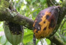 Challenges in Cocoa Production in Africa