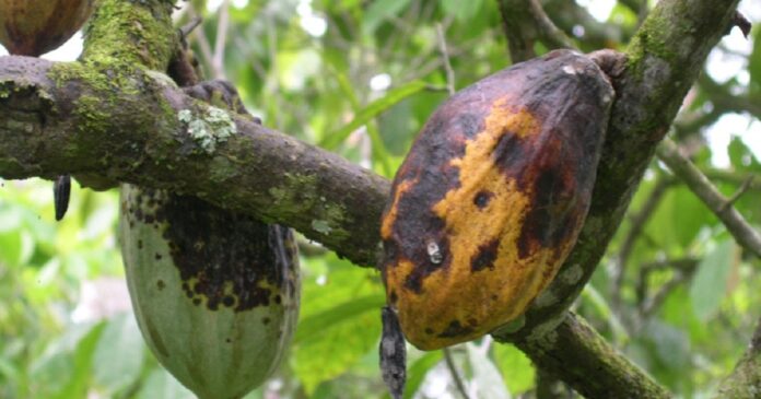 Challenges in Cocoa Production in Africa