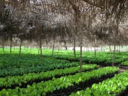 Cocoa seedlings Nursery Establishmen