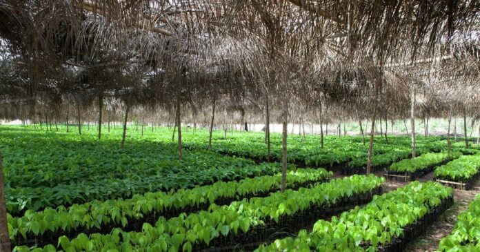 Cocoa seedlings Nursery Establishmen