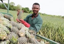Why Do Promising Agribusinesses by the Youth in Africa fail? Agribusinesses by the Youth in Africa 2