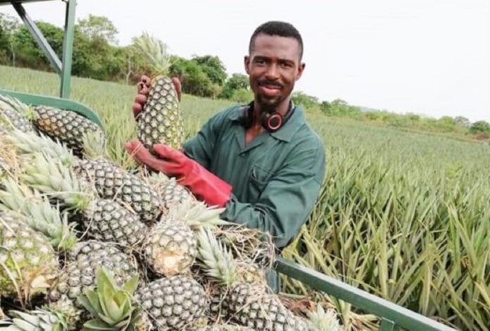 Agribusinesses by the Youth in Africa 2