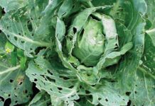 6 Major Cabbage Pests (with pictures) and How to Effectively Control them cabbage pests