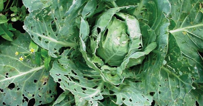 cabbage pests