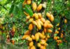 Good Site Selection for Cocoa Farming: The Secret to High Yield site selection for cocoa farming