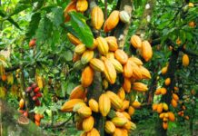 site selection for cocoa farming