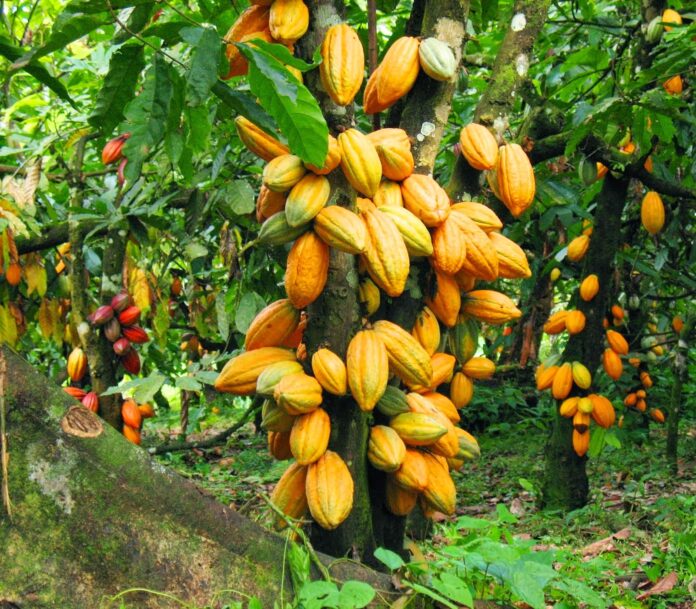 site selection for cocoa farming