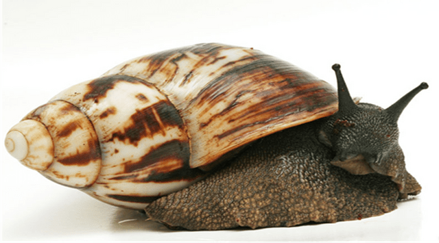 Achatina Marginata (AM)