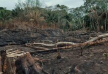 land preparation for cocoa farming