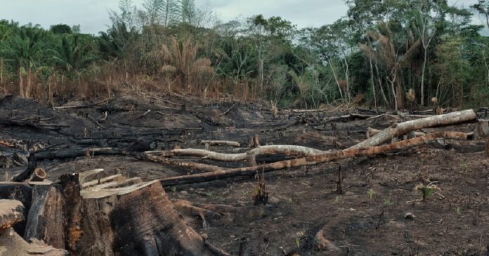 land preparation for cocoa farming