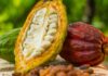 The 4 Types Of Cocoa with Amazing Yields and Features types of cocoa