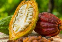 types of cocoa