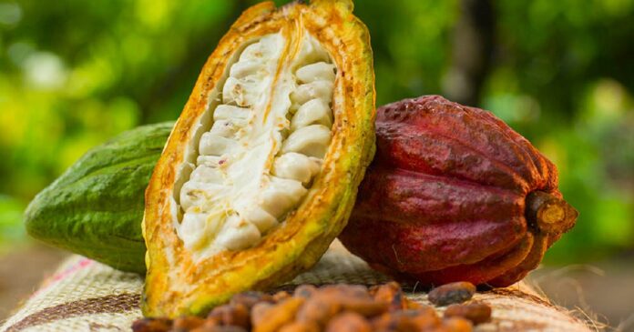 The 4 Types Of Cocoa With Amazing Yields And Features | NOBOWA.com