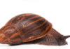 3 Types of Snails: Tried and Tested for Good Commercial Production types of snails achatina achatina