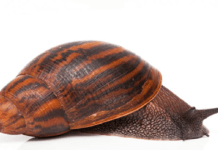 3 Types of Snails: Tried and Tested for Good Commercial Production types of snails achatina achatina