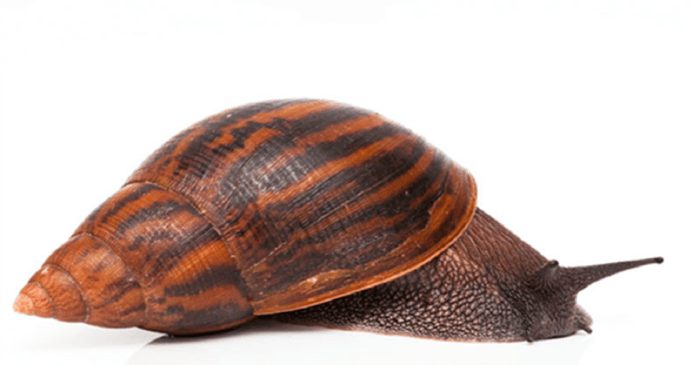 types of snails achatina achatina