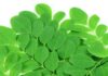 6 Proven Health Benefits of Moringa oleifera By Research health benefits of moringa oleifera
