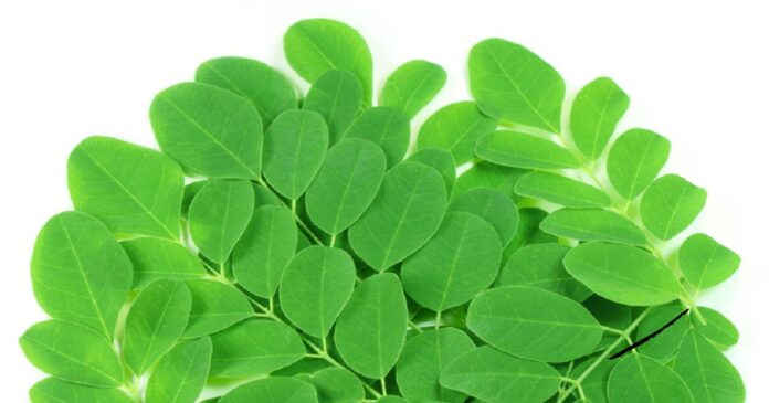 health benefits of moringa oleifera