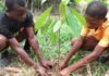 The 2 Effective Ways of Planting Cocoa; Which is Better? planting cocoa in africa