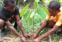 planting cocoa in africa