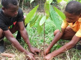 planting cocoa in africa
