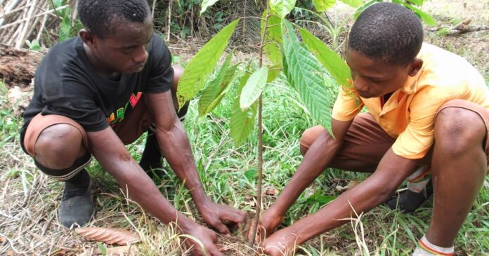 planting cocoa in africa