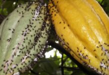 IPM and ICM as Perfect Solutions to Effectively Fight Devastating Cocoa Pests and Diseases Cocoa Pests and Diseases Management