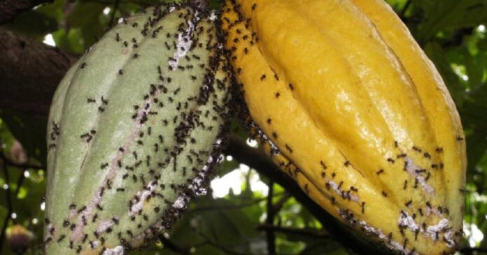 Cocoa Pests and Diseases Management