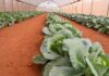 Is The Popular Greenhouse Ideal For Crop Production In Africa? greenhouse crop production