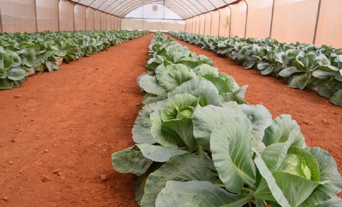 greenhouse crop production