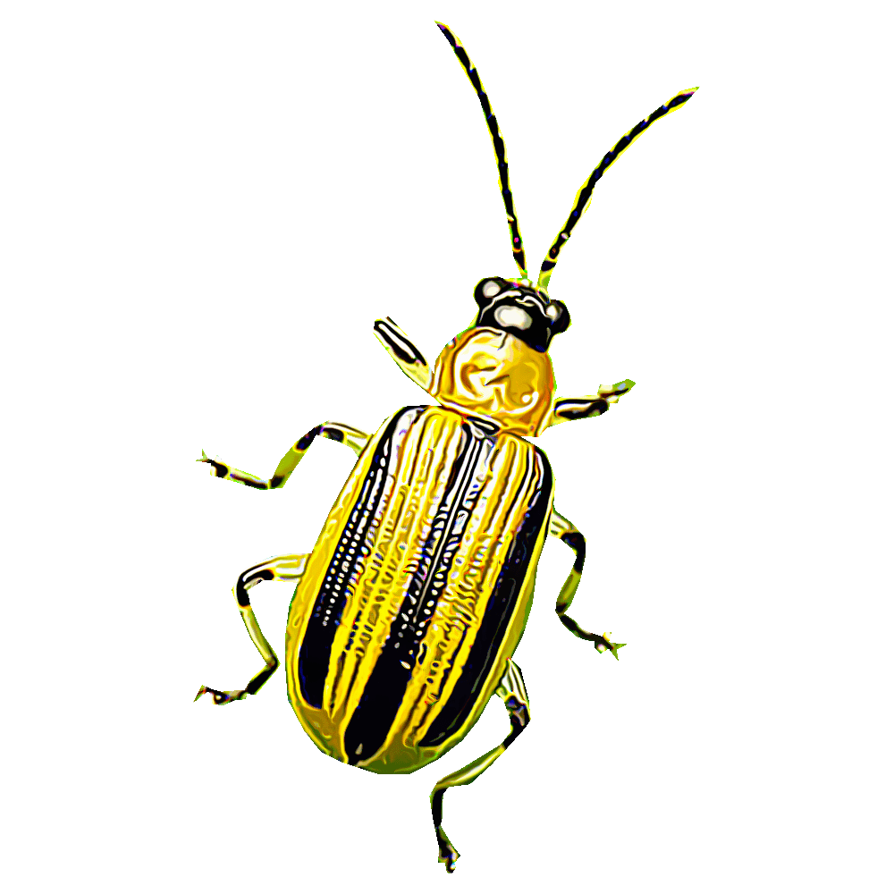 Cucumber Beetle